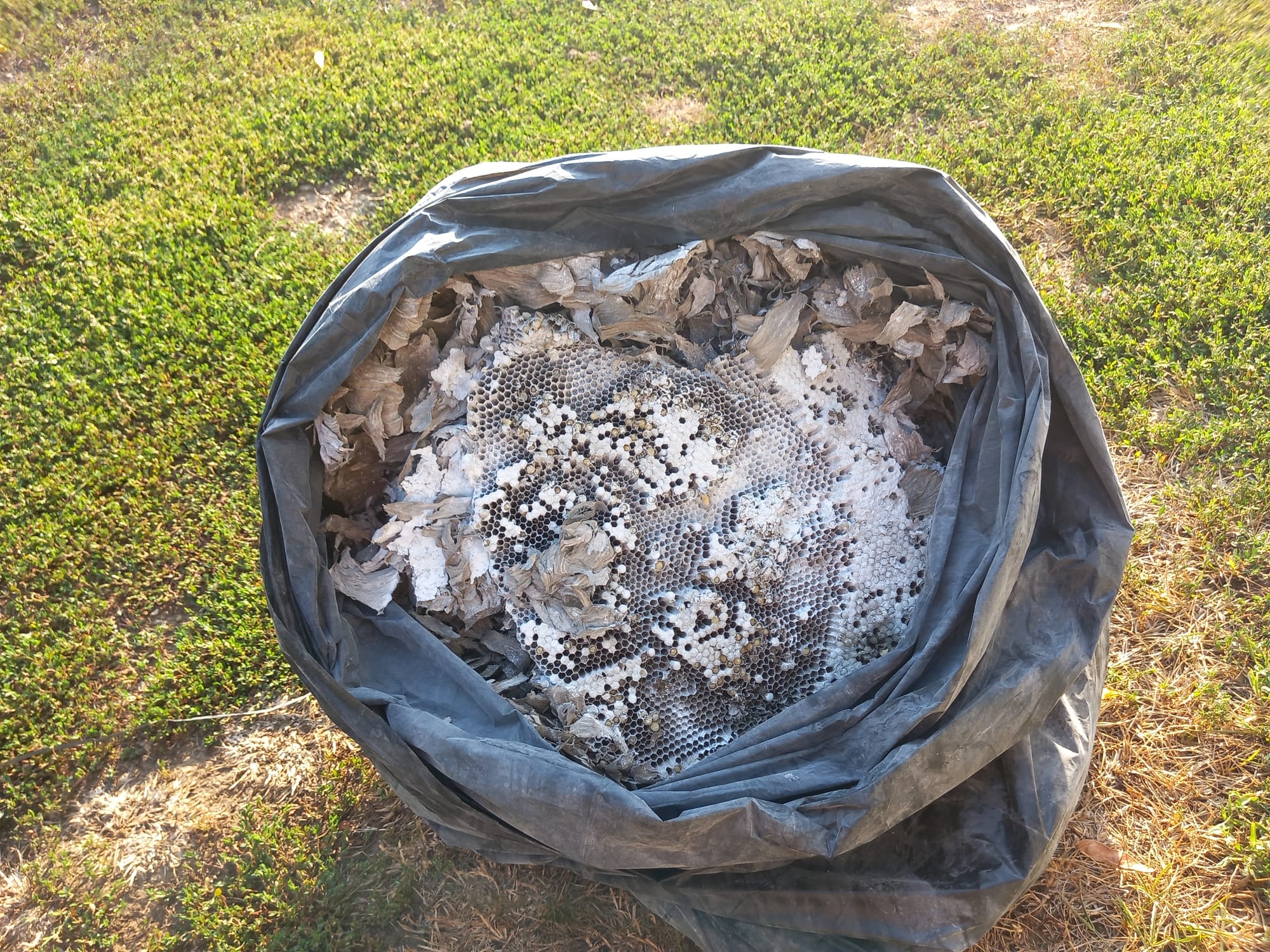 Darázsfészek biztonságos eltávolítása