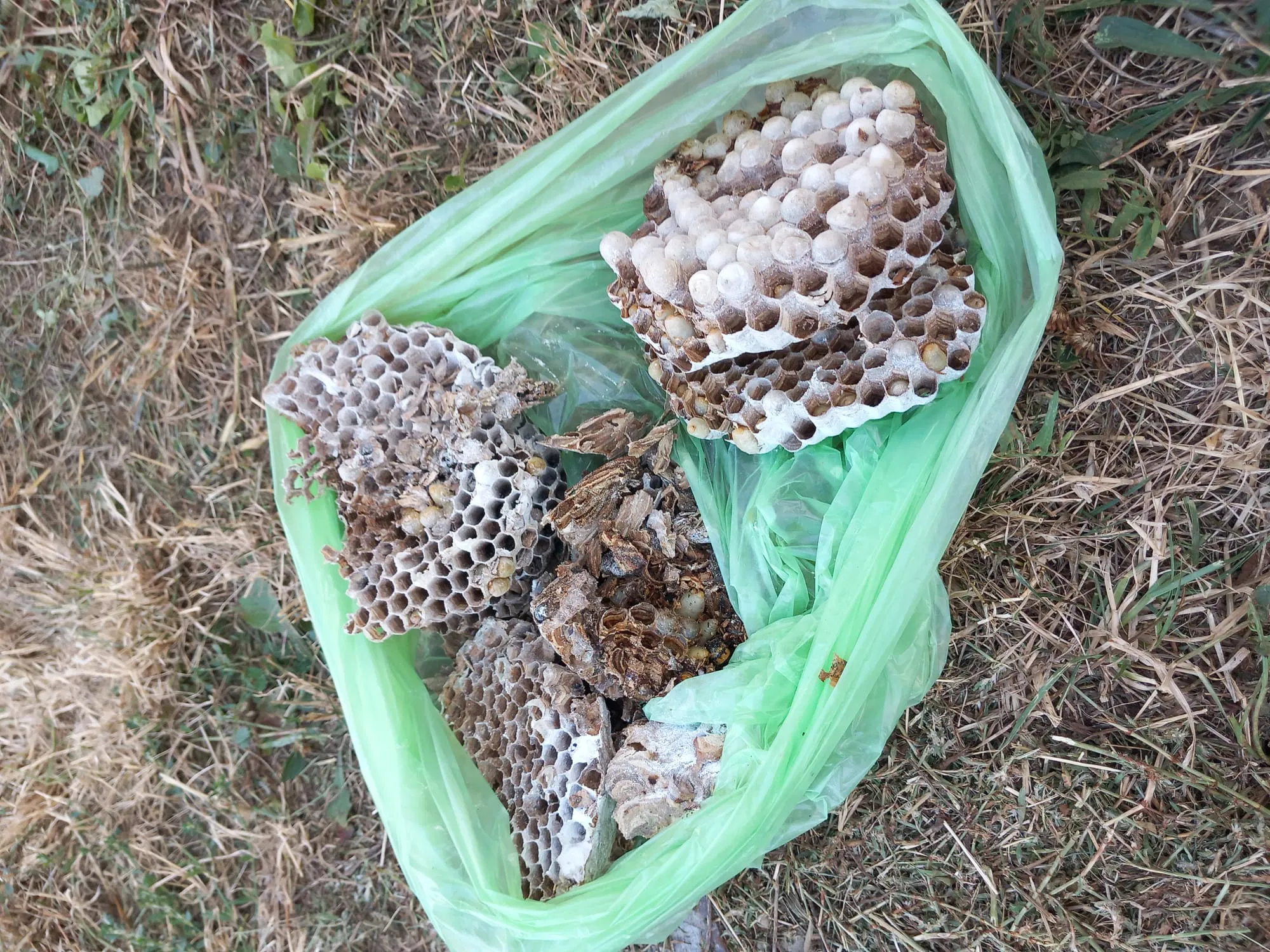 Nagyméretű darázsfészek eltávolítása