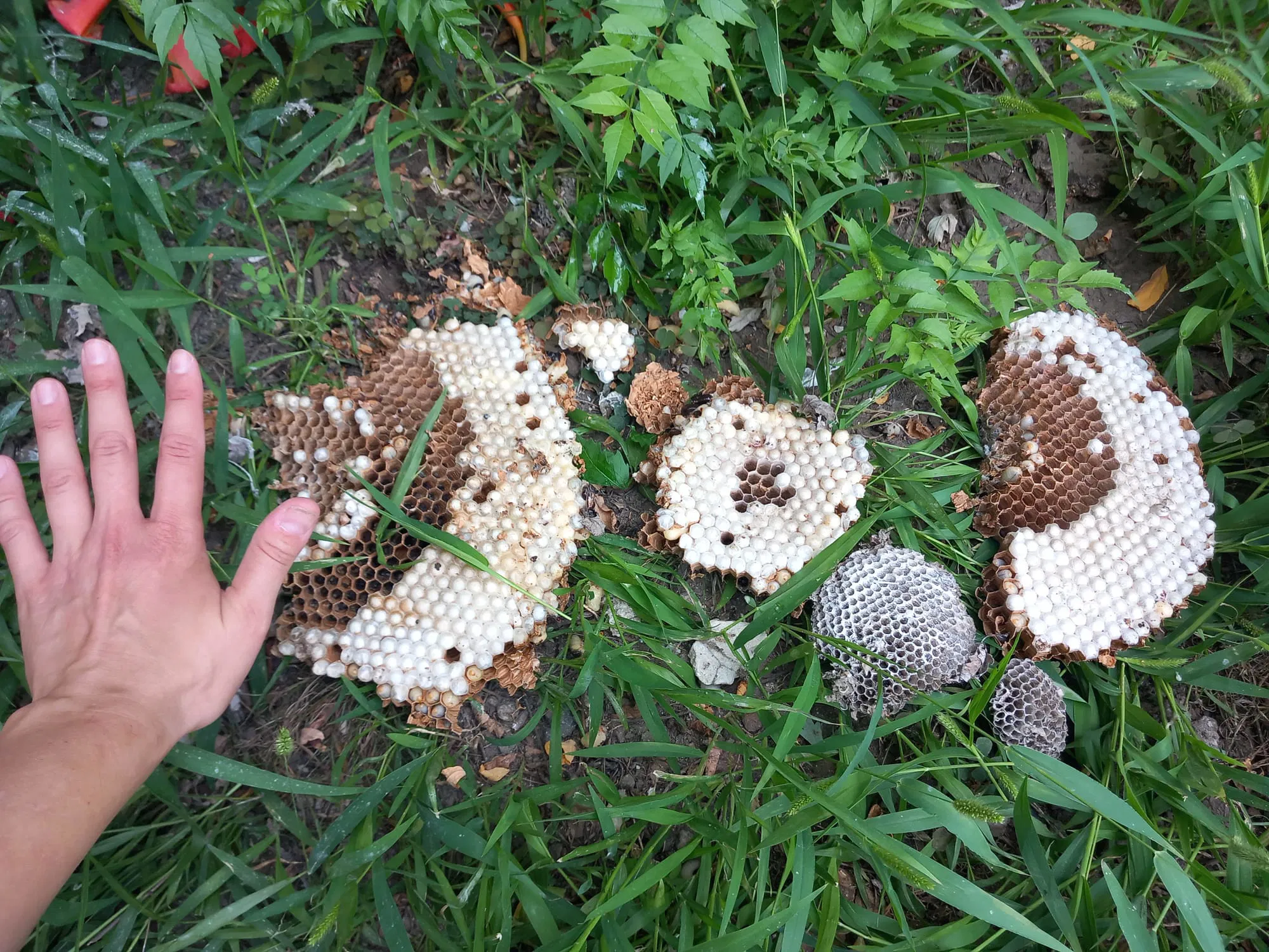 Darázsfészek azonosítása és kezelése