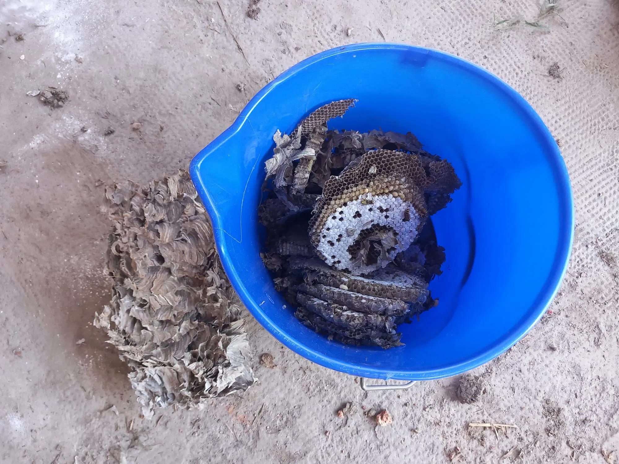 Darázsfészek irtás Karcagon