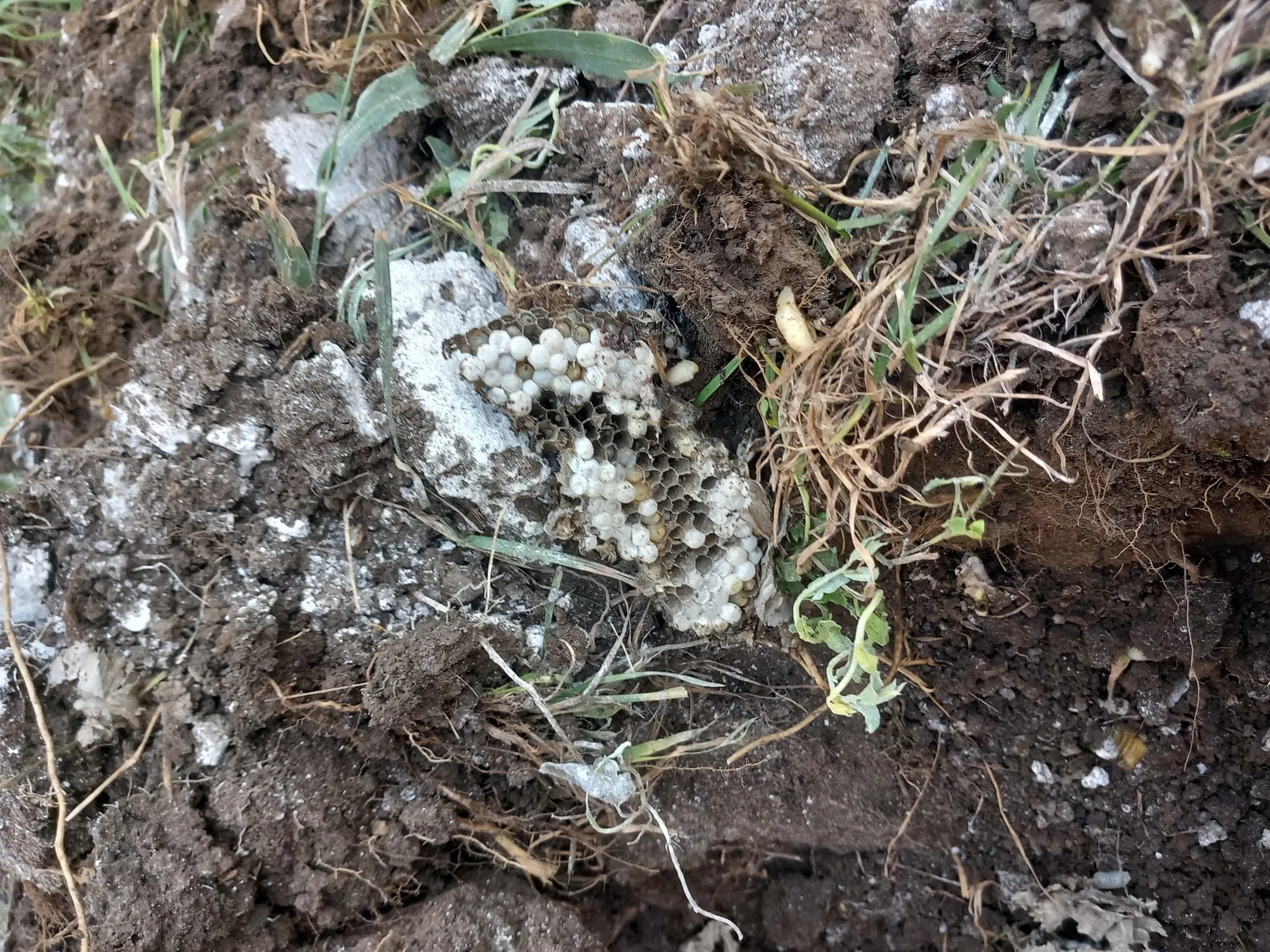 Darázsfészek eltávolítás Szolnok környékén