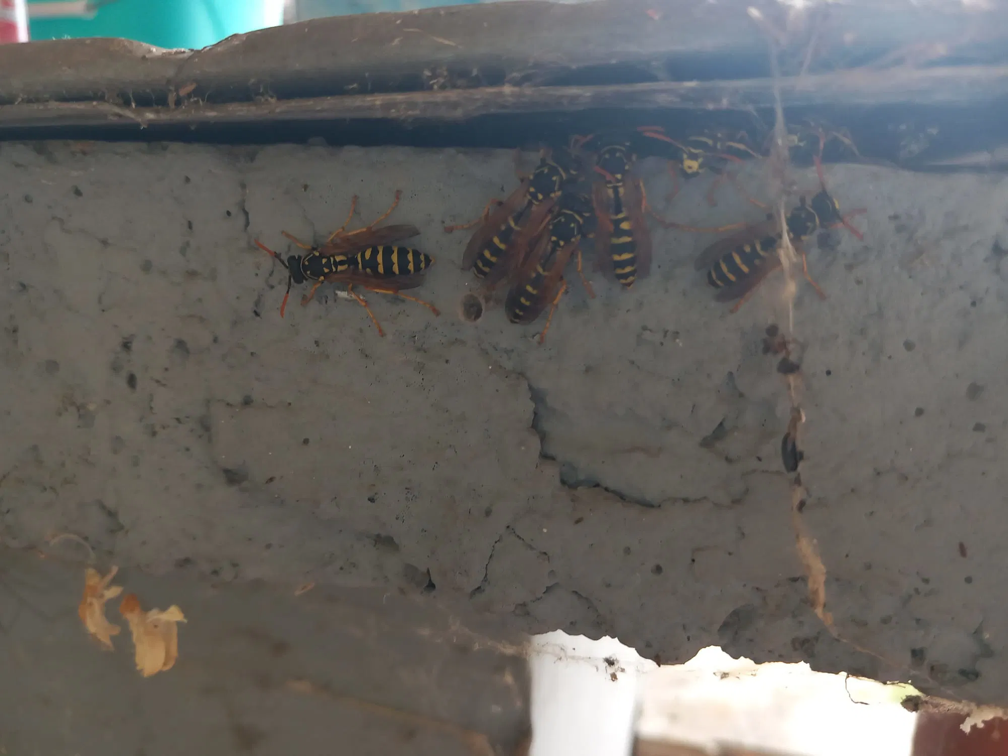 Kártevőkezelés falüregben - rejtett fészkek