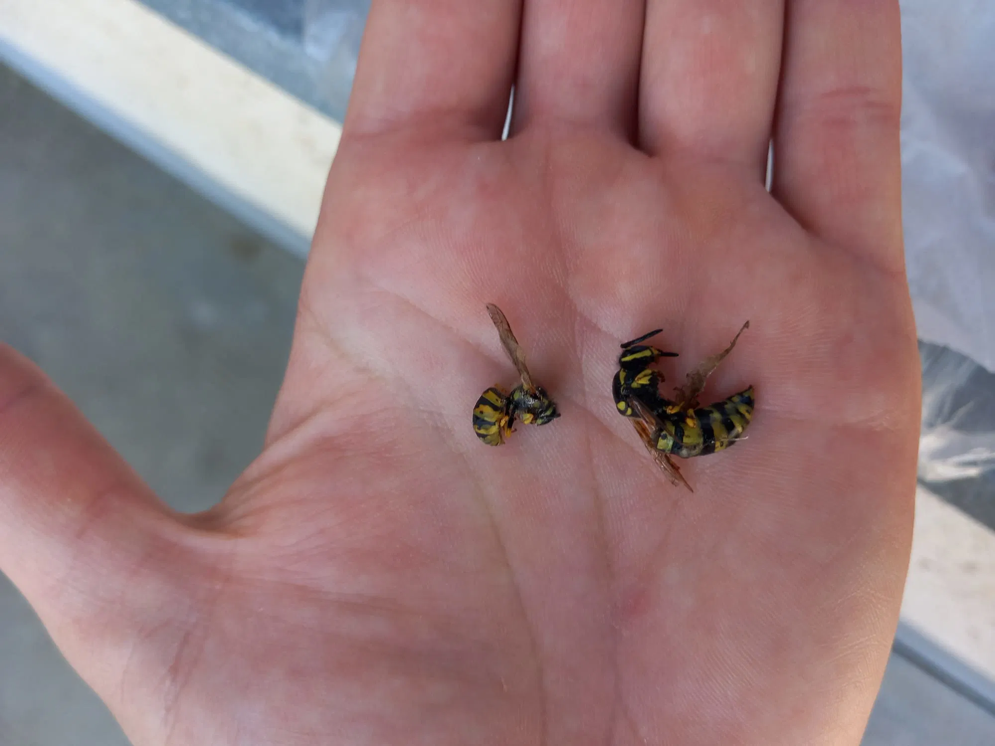 Eltávolított darazsak - sikeres beavatkozás