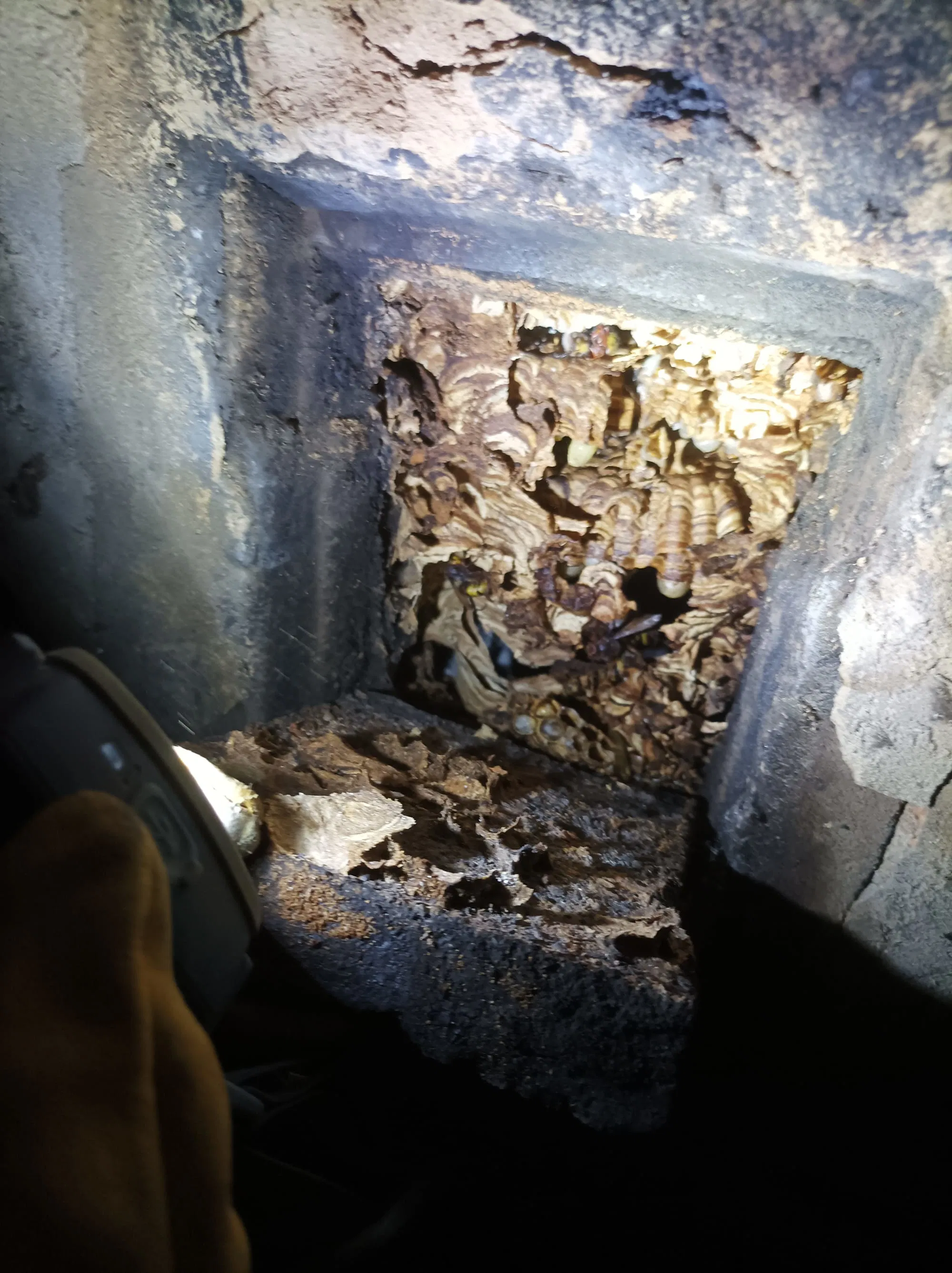 Professzionális darázsfészek eltávolítás eredménye