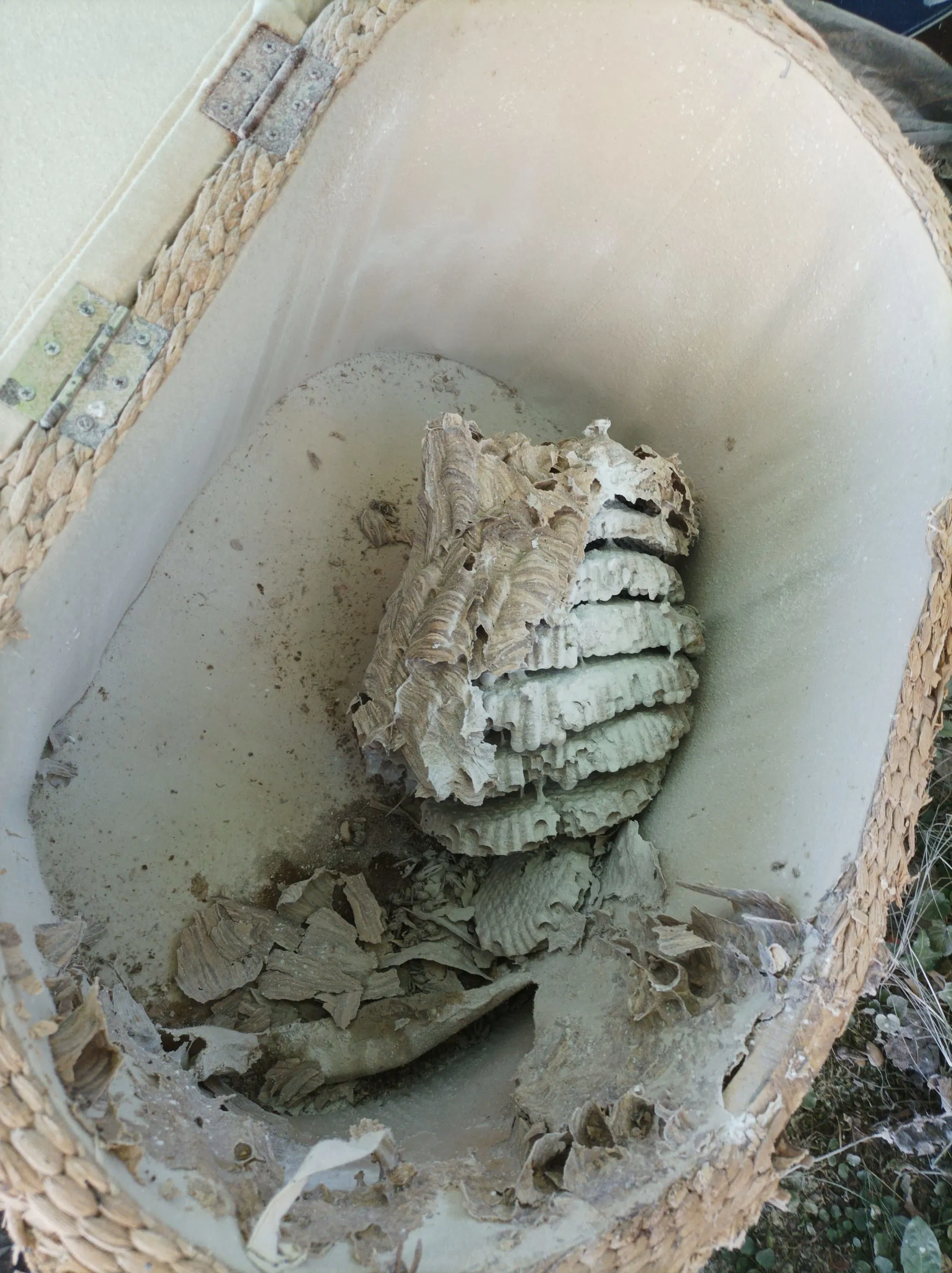 Sikeresen eltávolított darázsfészek