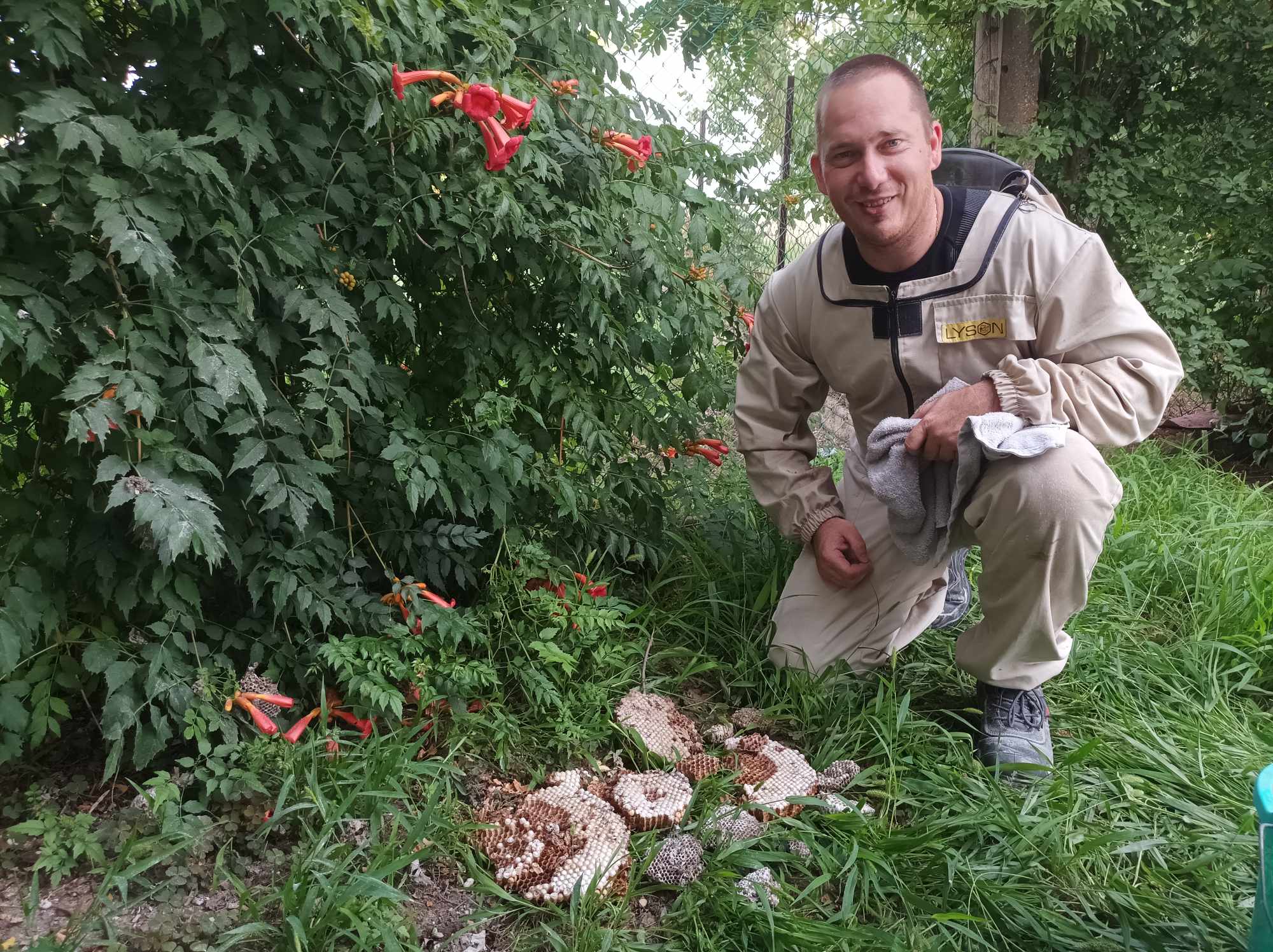 Darázsirtás kertben - háztartási kártevőirtás