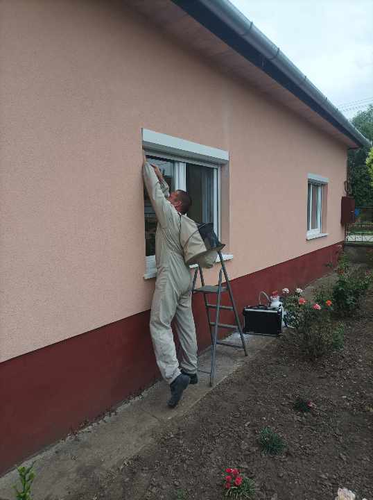 Darázsfészek eltávolítás ablakról